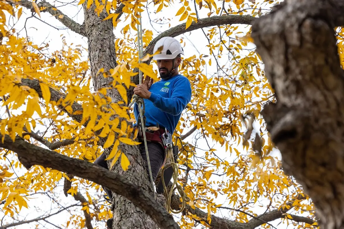 Skilled Storm Damage Cleanup crew working in Norwood