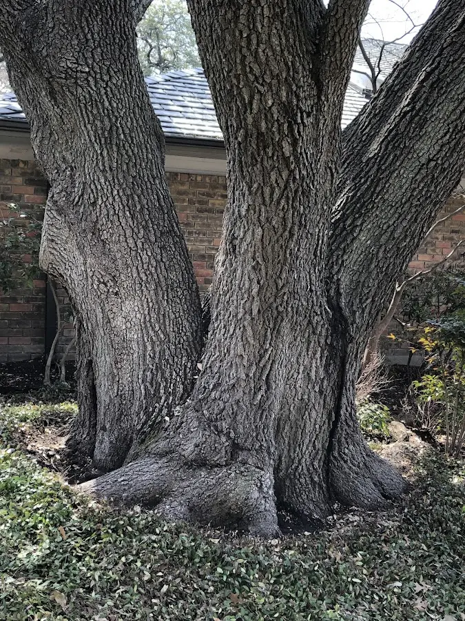 Mature heritage tree close to a Norwood property cared for by certified arborists